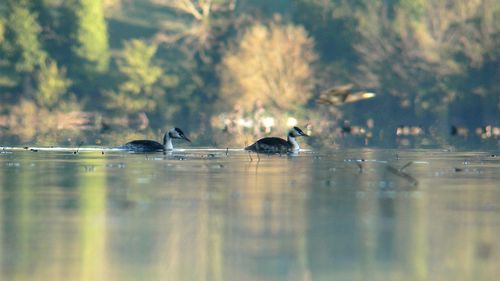 Close-up of swan swimming on lake