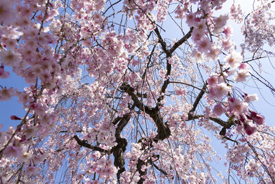 Low angle view of cherry blossom tree