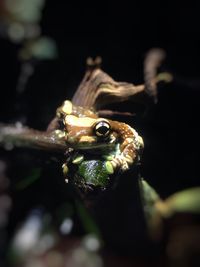 Close-up of plant against blurred background
