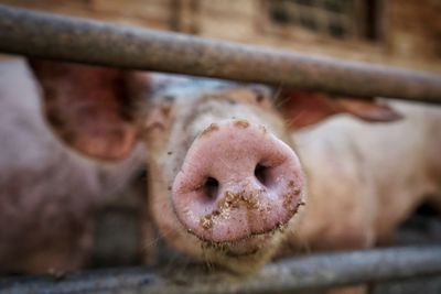 Close-up of pig's nose