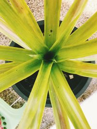 High angle view of succulent plant
