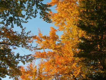 Low angle view of trees against sky