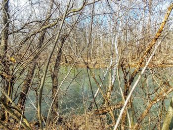 Reflection of trees in water