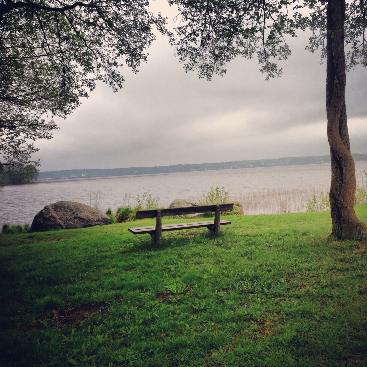 tranquility, tranquil scene, scenics, tree, grass, sky, beauty in nature, nature, landscape, field, water, idyllic, horizon over water, tree trunk, cloud - sky, branch, non-urban scene, sea, remote, green color