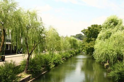 Reflection of trees in river