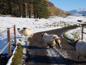 Sheep in a snow