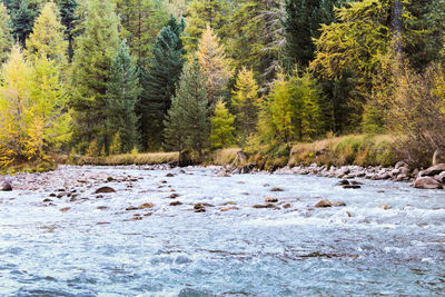 Stream flowing by trees in forest
