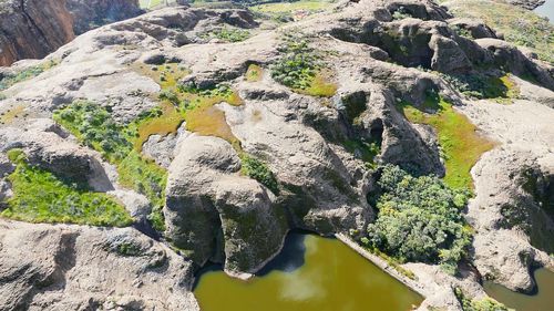 Close-up view of leaves