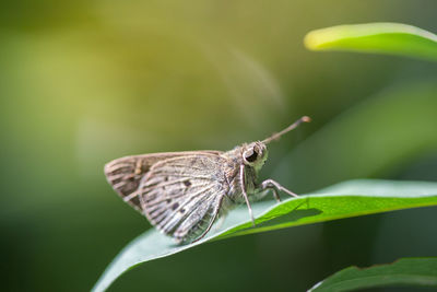 Close-up of butterfly on leaf at park