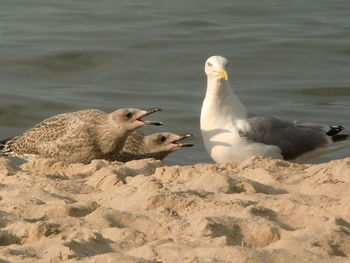 Seagulls perching on sand at beach