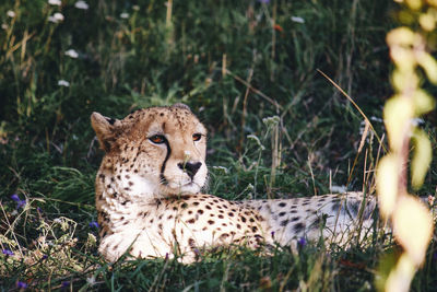 Cheetah laying in grass on a sunny day