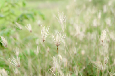 Close-up of wheat growing on field