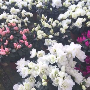 Full frame shot of white flowers