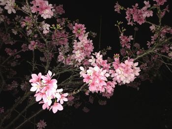 Close-up of flowers blooming on tree