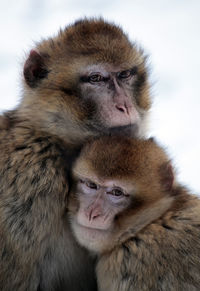 Close-up portrait of monkeys 