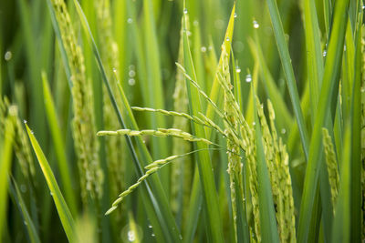 Close-up of wet grass on field