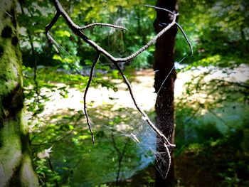 Close-up of spider hanging on web against trees