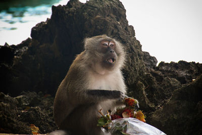 Monkey looking away on rock
