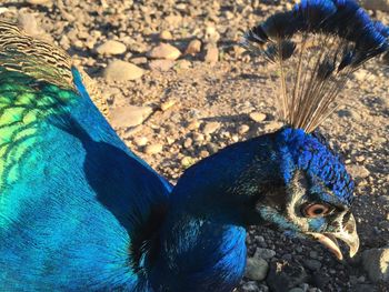 High angle view of a peacock