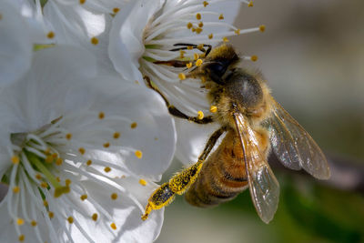 Close-up of bee pollinating flower
