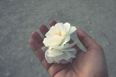 Close-up of hand holding white flower