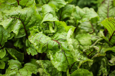 Full frame shot of fresh green leaves