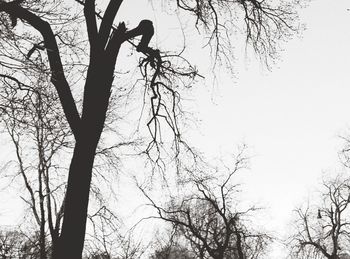 Low angle view of bare trees against sky