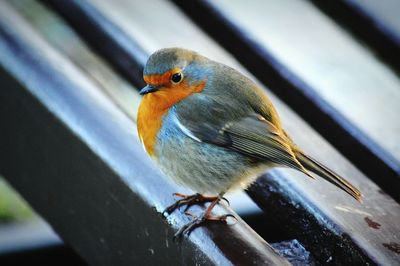 Close-up of bird perching on white background