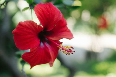 Close-up of red hibiscus flower