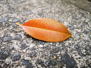 High angle view of orange leaf on street