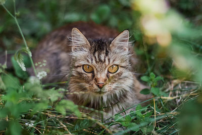 Portrait of a cat