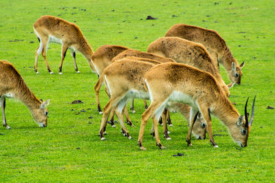 Sheep grazing on grassy field