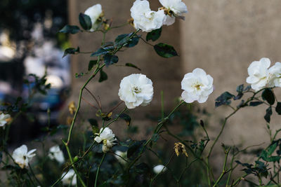 Close-up of white flowers blooming outdoors