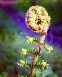 Close-up of purple flowering plant