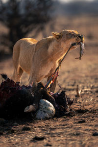 Close-up of a horse on field