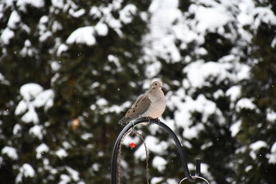 Bird perching on a metal hook