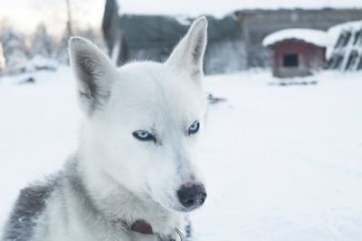 Close-up of white dog on snow field