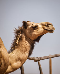 Low angle view of horse against clear sky