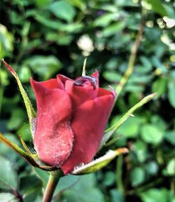 Close-up of pink rose