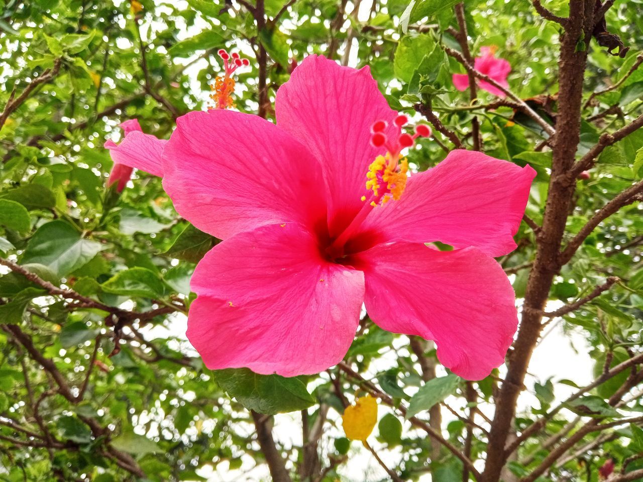 CLOSE-UP OF PINK HIBISCUS FLOWER AGAINST PLANTS