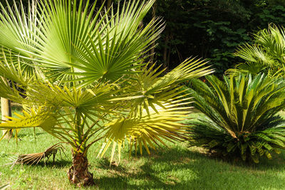 Palm trees growing on field