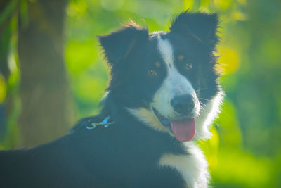 Close-up of dog looking away