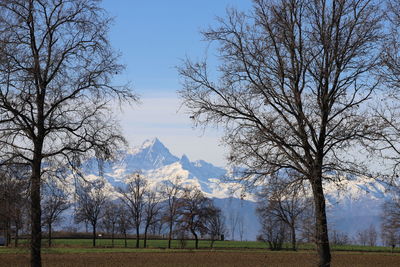 Bare trees on field against sky