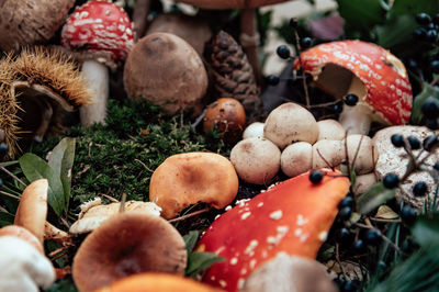 Close-up selective focus photo of various mushrooms and autumn forest foods
