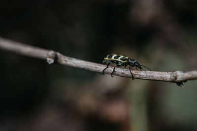 Close-up of insect on branch