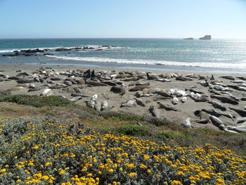 Scenic view of sea against sky
