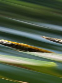 Detail shot of green leaves