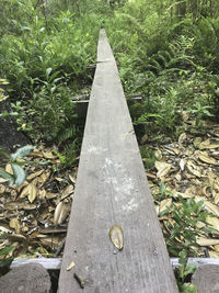 Close-up of plants