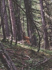 View of a forest