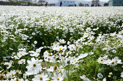 Close-up of white flowers blooming outdoors